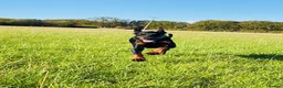 Dobermann dogs for sale: KC registered exclusive Dobermann puppies  in Wickford - Advert 21