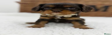 Cavalier King Charles Spaniel Puppy 7