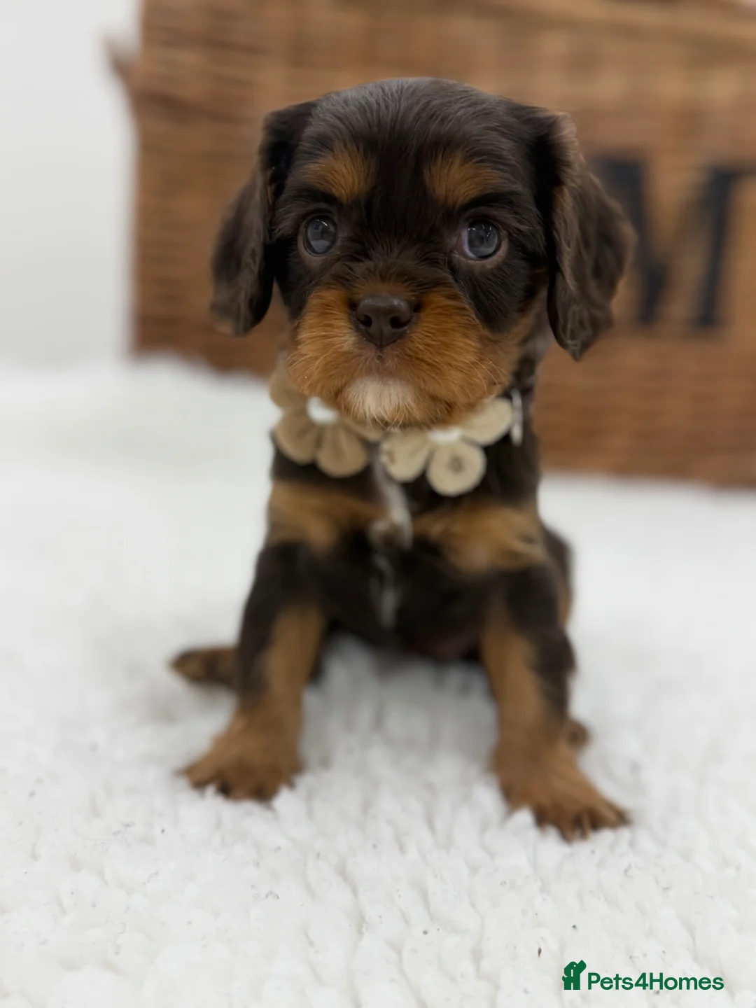 Cavalier King Charles Spaniel dogs for sale: Choc & Ruby Cavaliers E ** tensively Health Tested in Romford - Advert 18