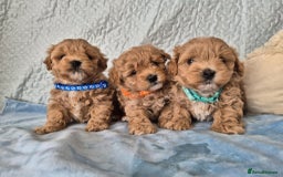 Maltipoo dogs for sale: Small Maltipoo boys ❤️❤️❤️ READY NOW 🫶 - Image 14