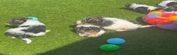 Fox Terrier dogs for sale: Energetic Fox Terrier Explorer Ready for Adventure in Brighton - Advert 7