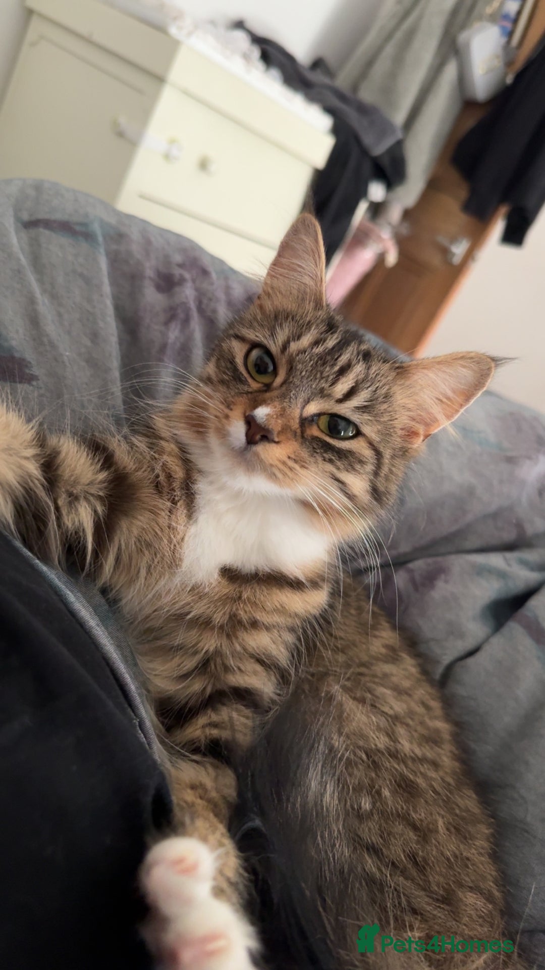 Bengal cats for sale: 2 year old for adoption  - Image 7