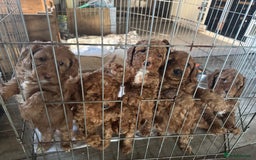 Cockapoo dogs for sale: Cockapoo puppies in Preston - Image 26