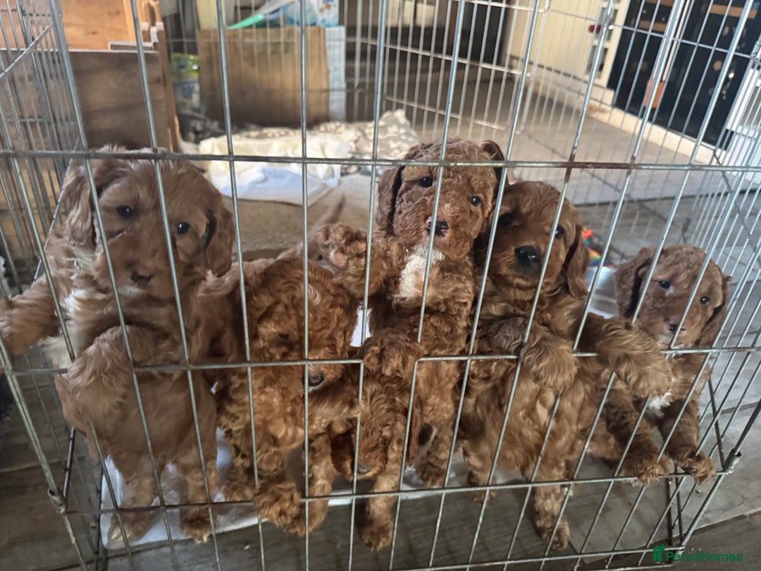 Cockapoo dogs for sale: Cockapoo puppies in Preston - Image 26