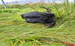 Flat coated Retriever dogs for sale: Flat coat retriever  - Image 22