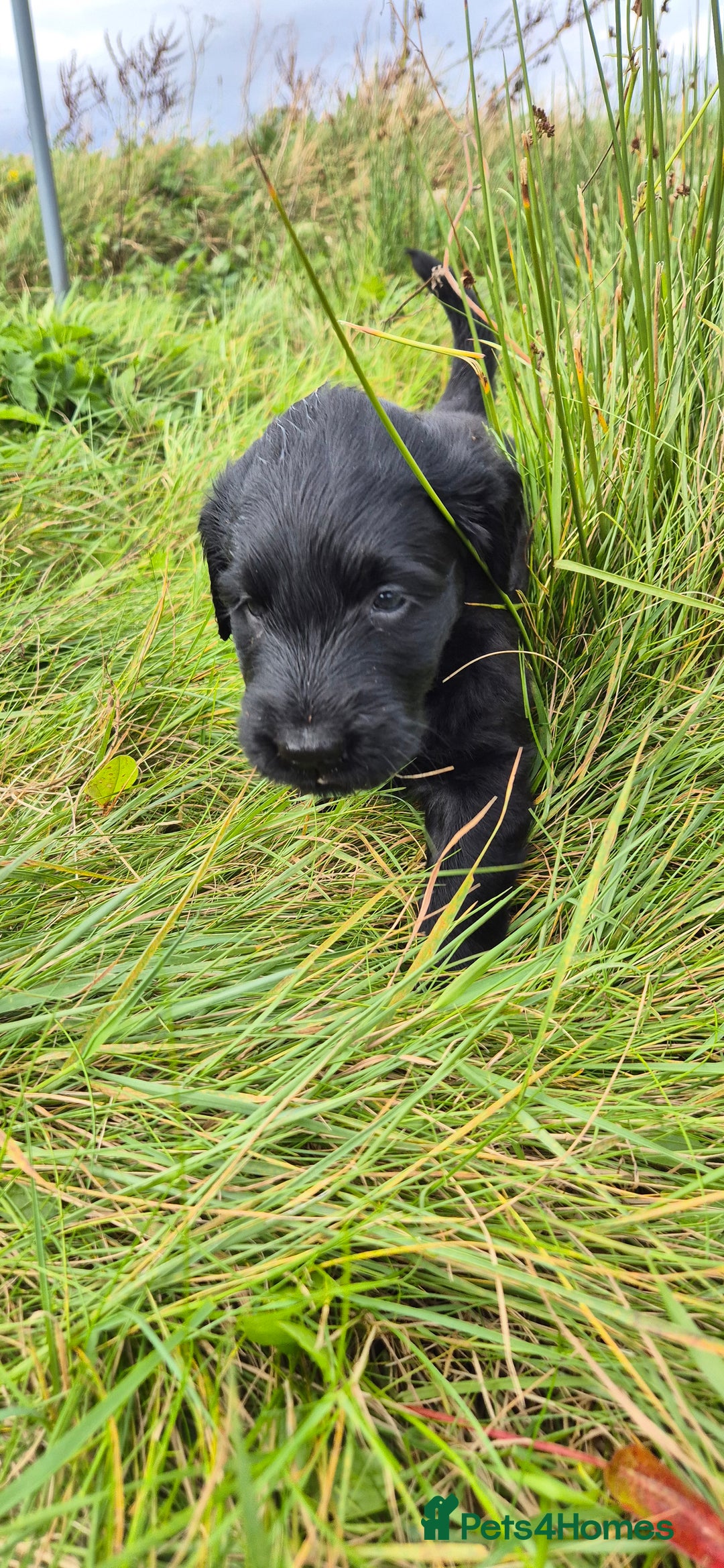 Flat coated Retriever dogs for sale: Flat coat retriever  - Image 22