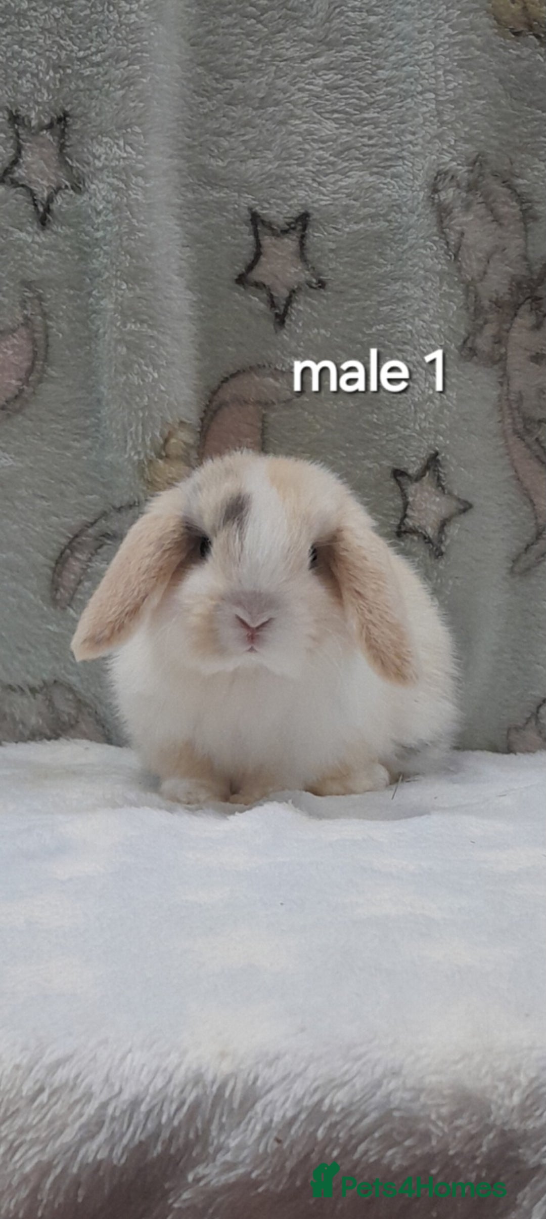 Mini Lop rabbits for sale: Purebred mini lops ready now  - Advert 3