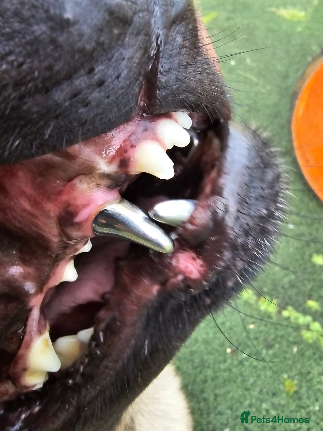 Belgian Shepherd Dog dogs for stud: CHANCE MR3 Vice Champion PSA2 at STUD - Advert 17