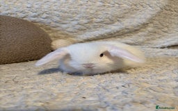 Mini Lop rabbits for sale: Mini lop babies 🫶🏻 ready to reserve ✨ - Image 15