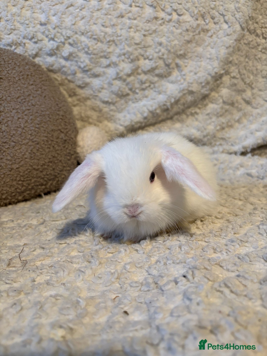 Mini Lop rabbits for sale: Mini lop babies 🫶🏻 ready to reserve ✨ - Image 15