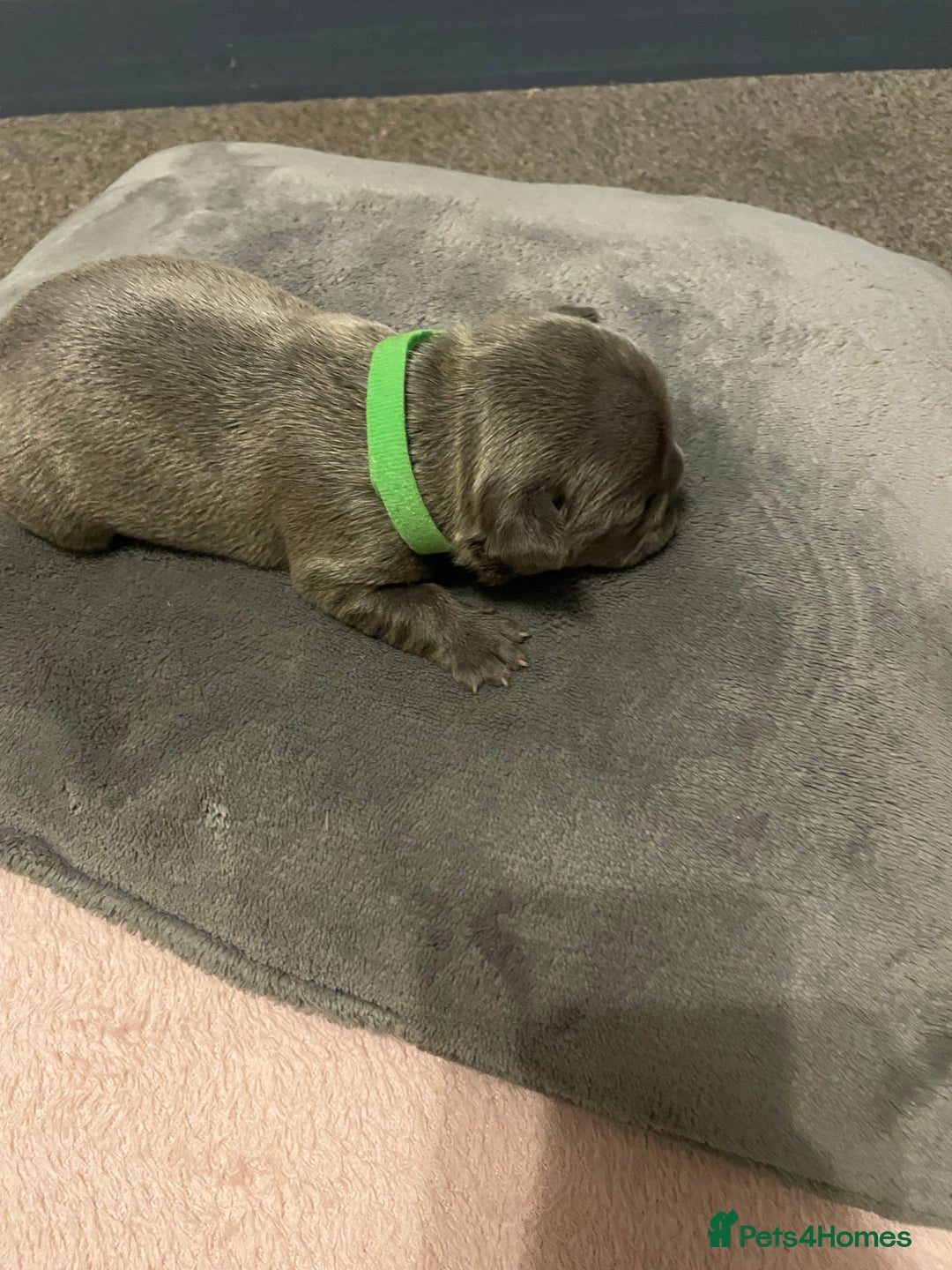 French Bulldog dogs for sale: 7 beautiful male French bull dog pups - Image 9