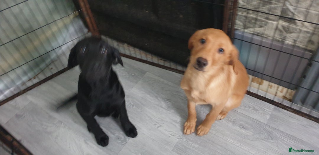Labrador Retriever dogs for sale: KC registard Labrador Retrievers fully vaccinated. in Barnstaple - Image 13