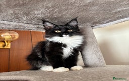 Maine Coon cats for sale: 2 amazing Maine Coon girls💞💞💞 - Image 6
