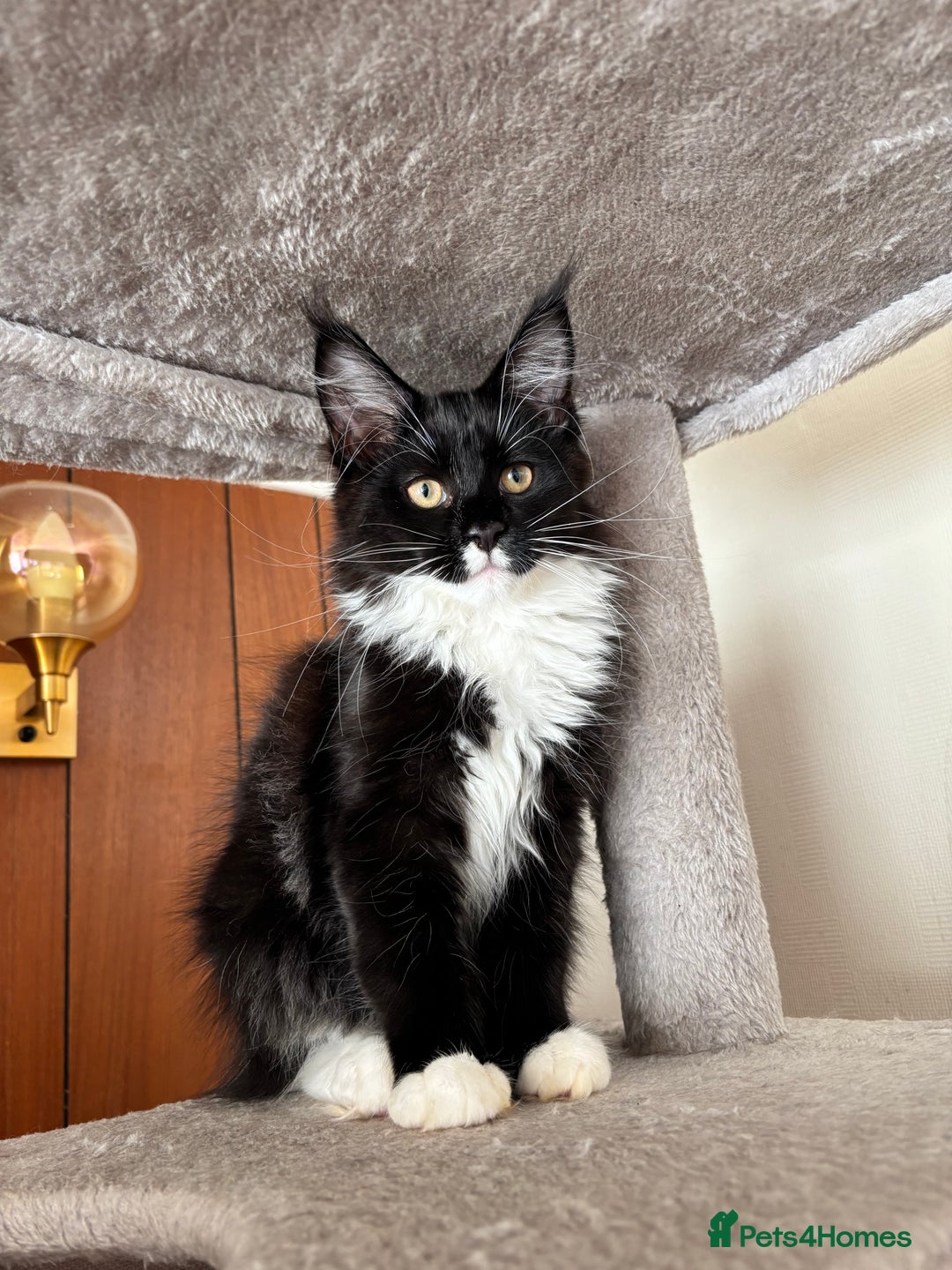 Maine Coon cats for sale: 2 amazing Maine Coon girls💞💞💞 - Image 6
