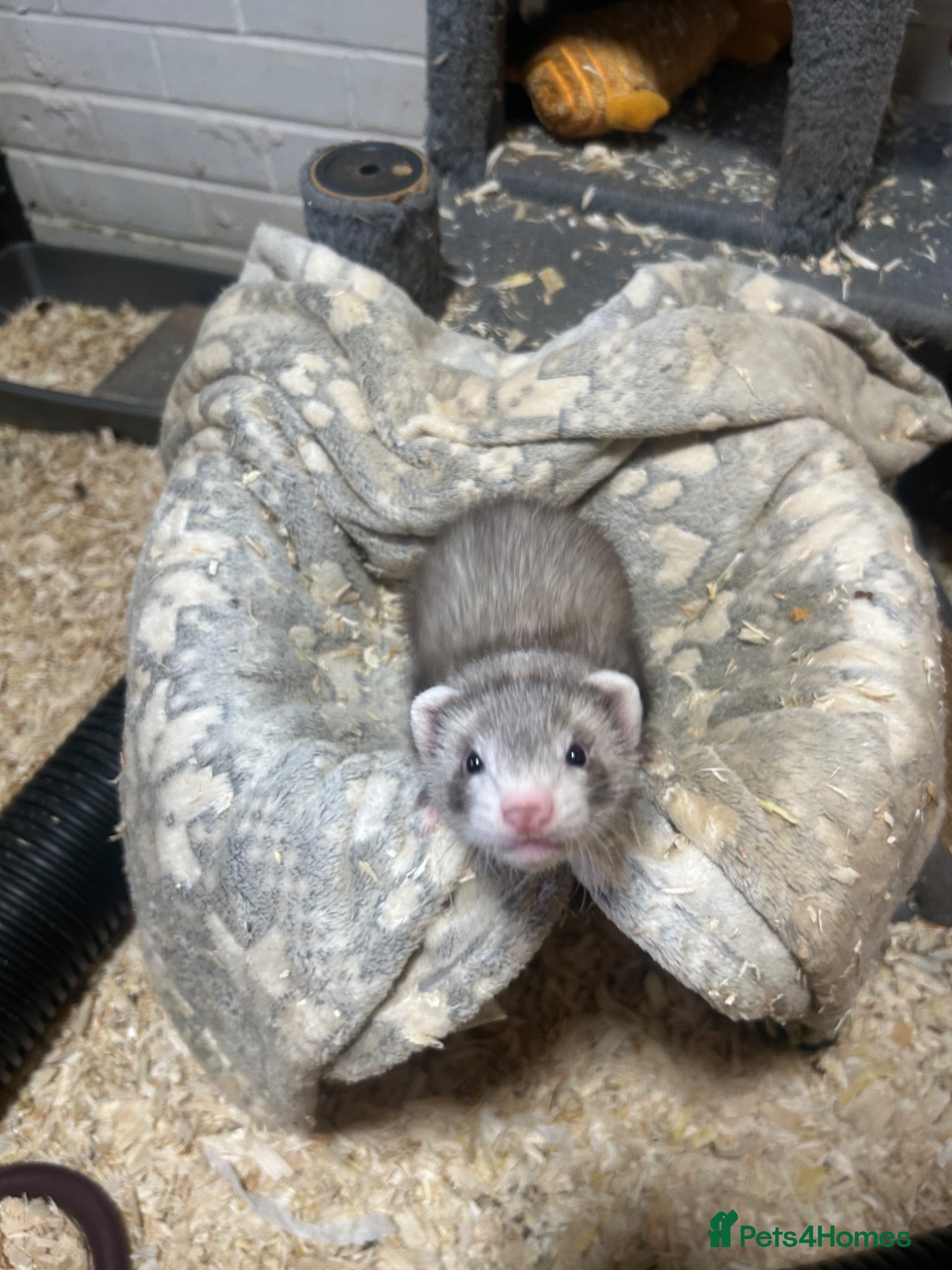 Ferret rodents Kits for sale  - Advert 2