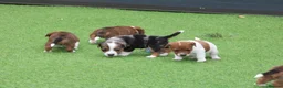 Jack Russell dogs for sale: *** 5 stunning puppies available *** - Advert 4