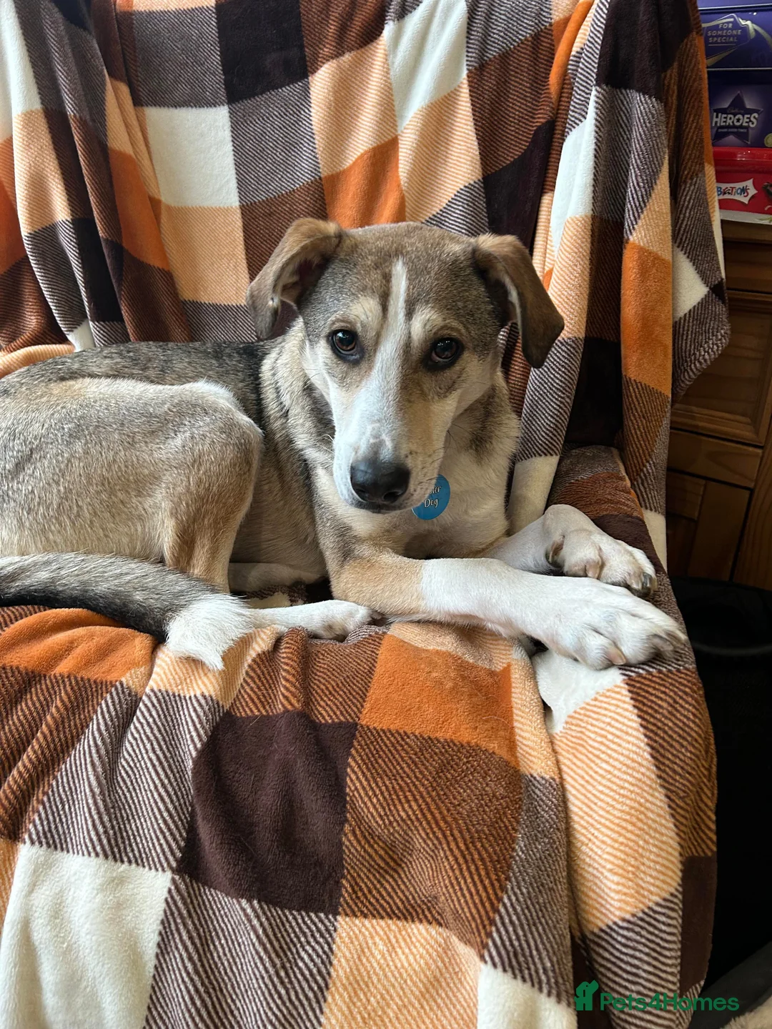 Mixed Breed dogs for adoption: MABEL - RESERVED  - Advert 13