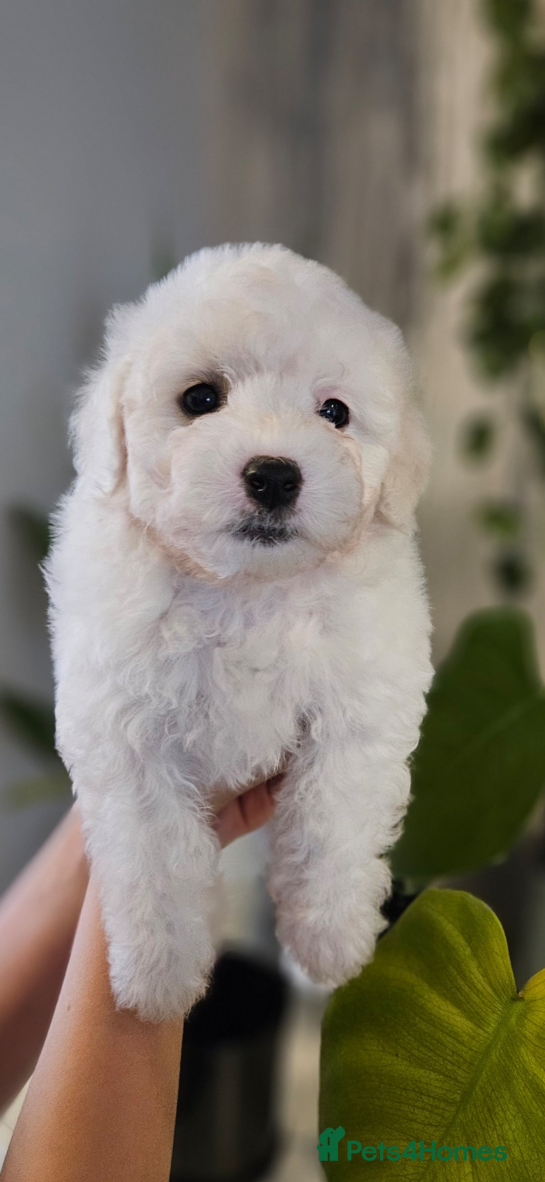 Bichon Frise dogs for sale: Pure Bred Bichon Frise Puppies  - Advert 6