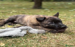 Belgian Shepherd Dog dogs for sale: Dutch herder puppies  - Image 28