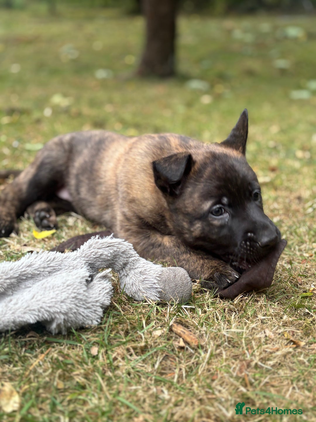 Belgian Shepherd Dog dogs for sale: Dutch herder puppies  - Image 28