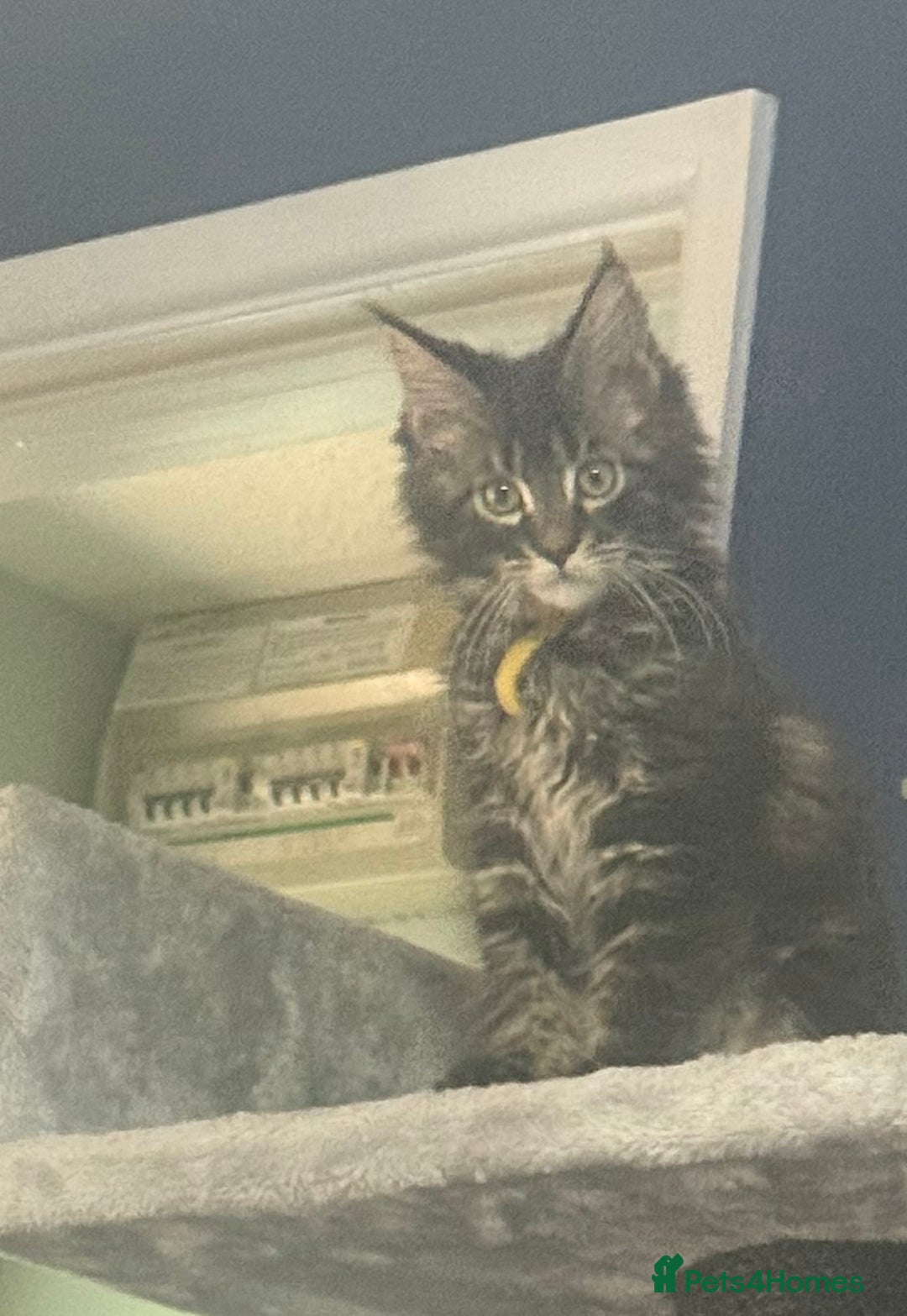 Maine Coon cats for sale: Last super loving boy left tica reg + vaccinated - Image 7