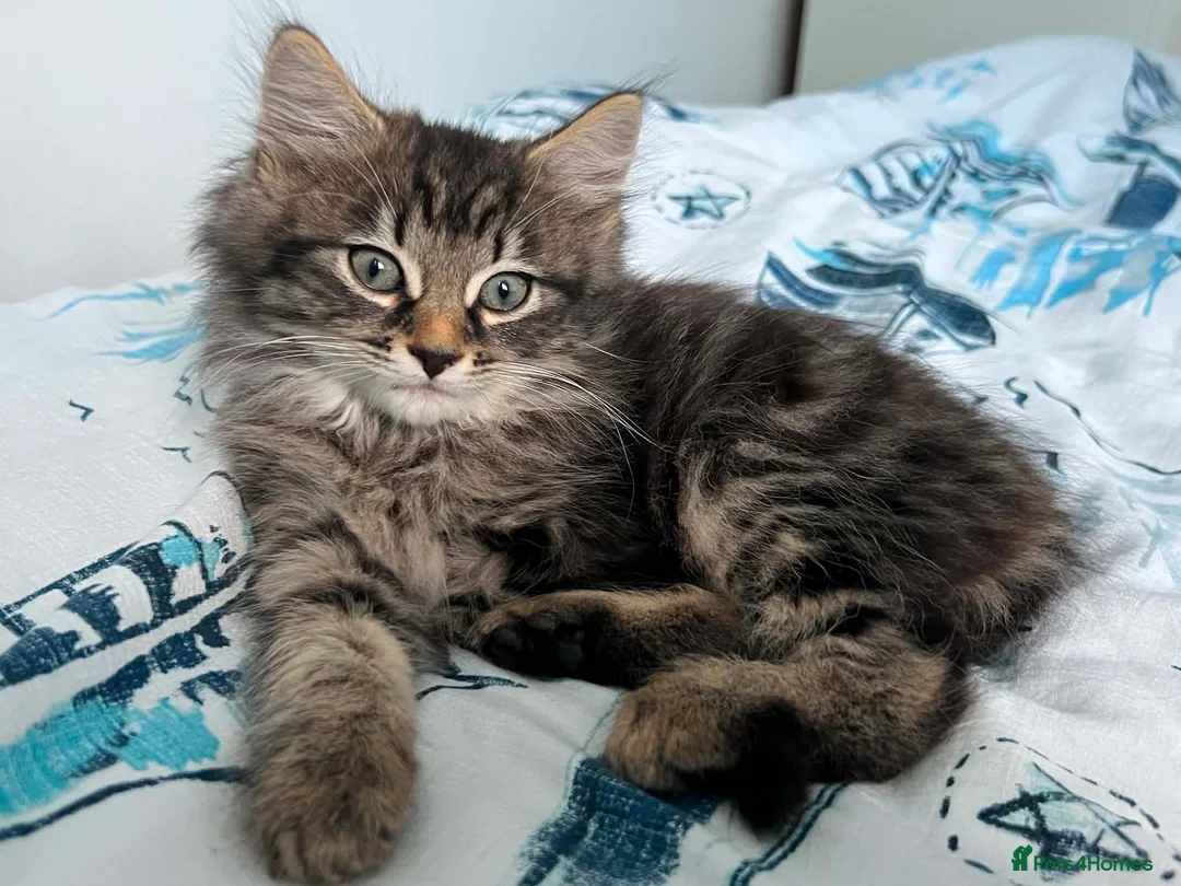 Mixed Breed cats for sale: Adorable male kitten for sale - Advert 1