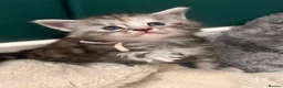 Maine Coon cats for sale: **PURE Maine Coon Kittens** 2 Boys / 4 Girls - Advert 12