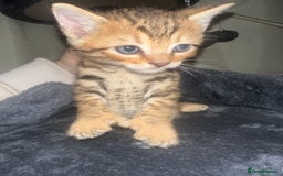 Bengal cats for sale: Stunning bengal x bsh kittens  - Advert 1