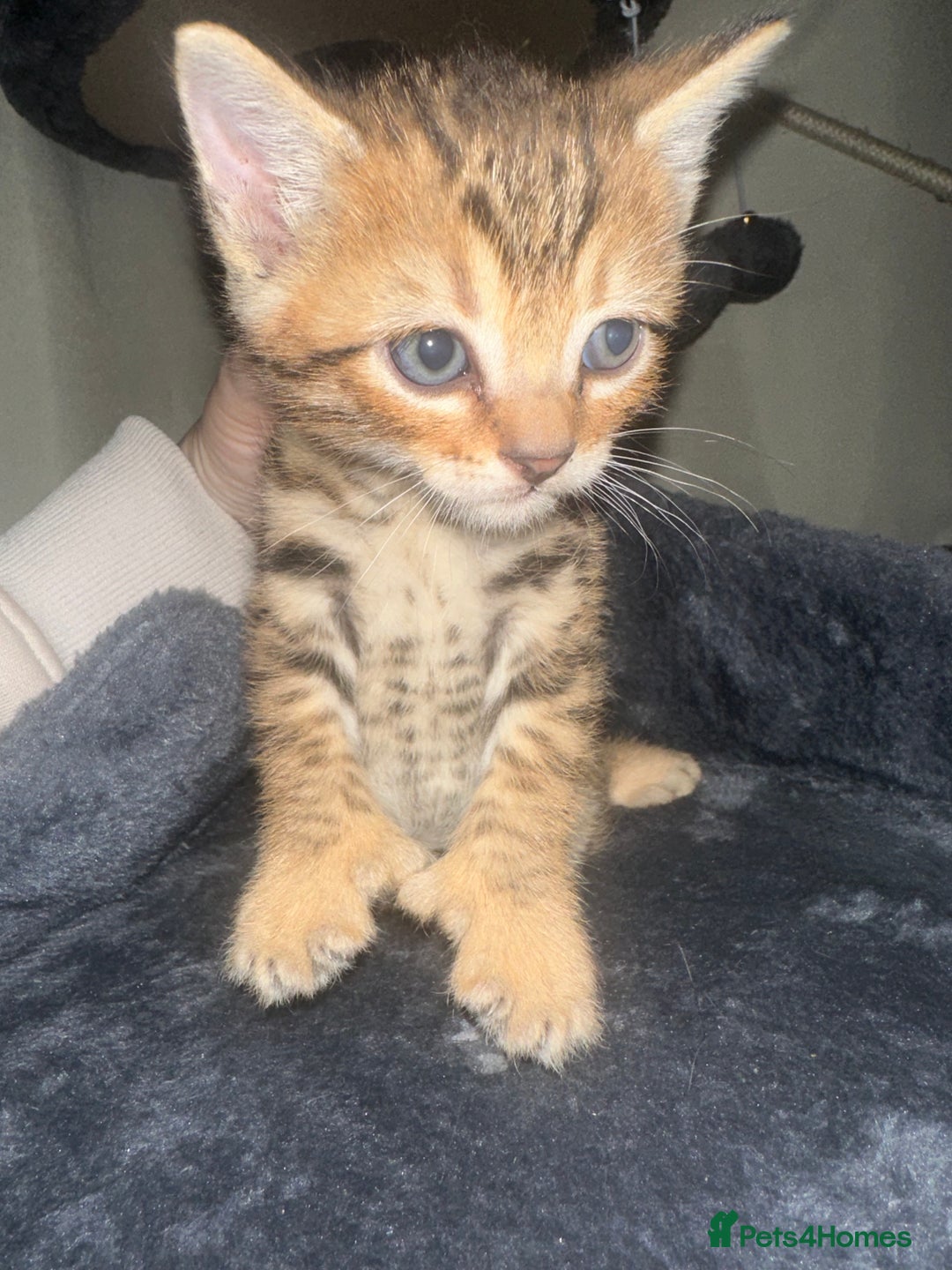 Bengal cats for sale: Stunning bengal x bsh kittens  - Advert 1