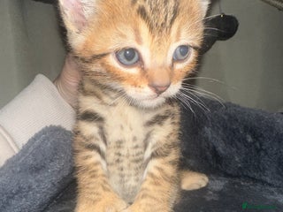 Bengal cats Stunning bengal x bsh kittens - Advert 10