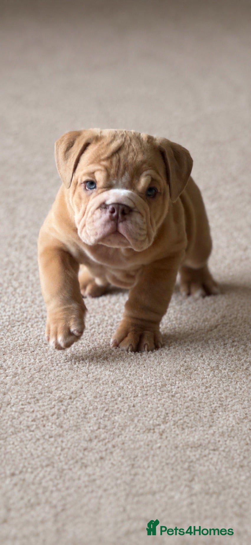 English Bulldog dogs English Bulldog Puppies  - Advert 1