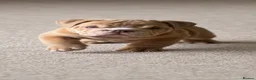 English Bulldog dogs for sale: English Bulldog Puppies  - Advert 2