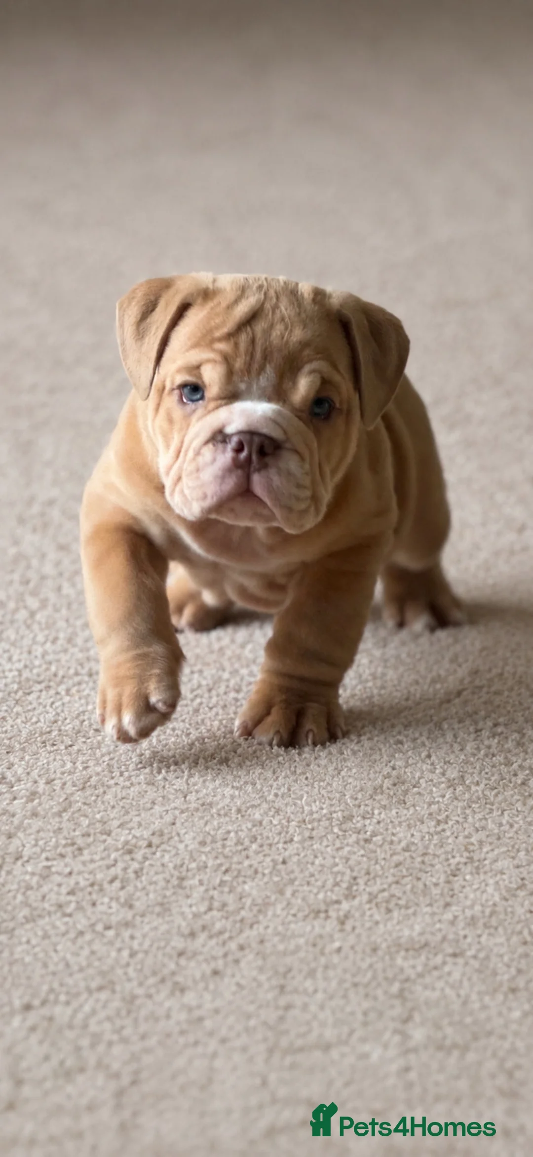 English Bulldog dogs for sale: English Bulldog Puppies  - Advert 2