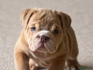 English Bulldog dogs English Bulldog Puppies - Advert 1