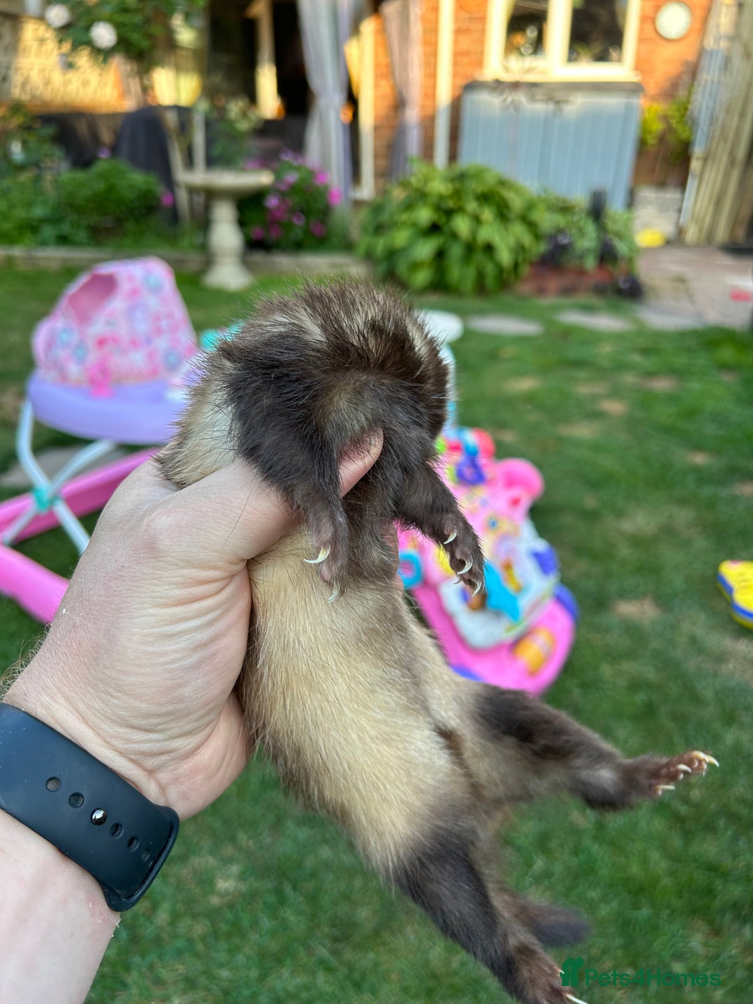 Ferret rodents for sale: Micro Ferrets for sale adult - Image 5