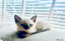 Ragdoll cats for sale: Ragdoll Kittens  - Image 4