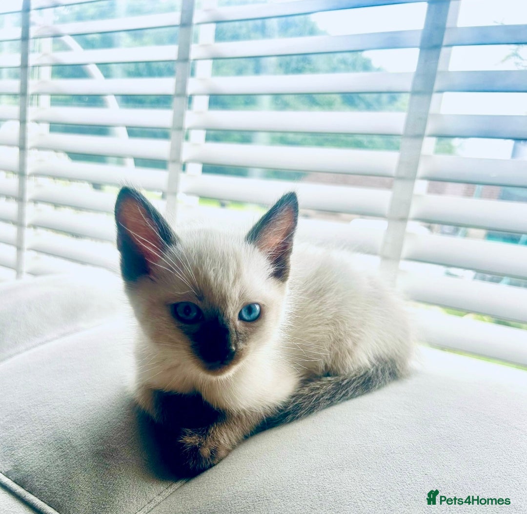 Ragdoll cats for sale: Ragdoll Kittens  - Image 4