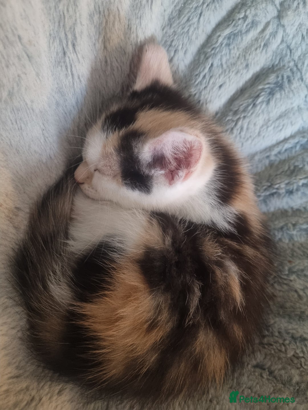 Maine Coon cats for sale: 4 adorable 😍 Mainecoon girls - Advert 26