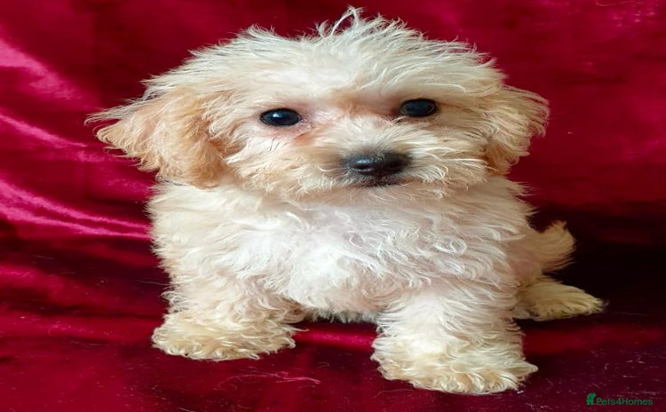Maltipoo dogs - Advert 3