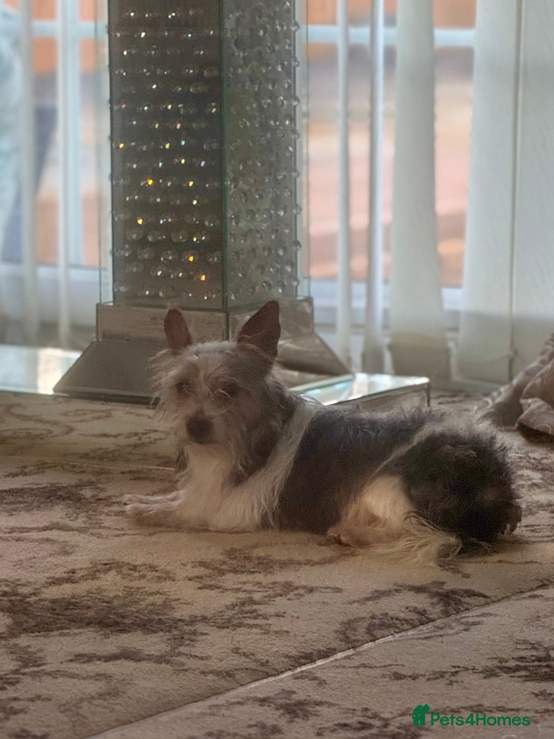 Jack Russell dogs for sale: 2 rough coat miniature jack russels - Advert 2