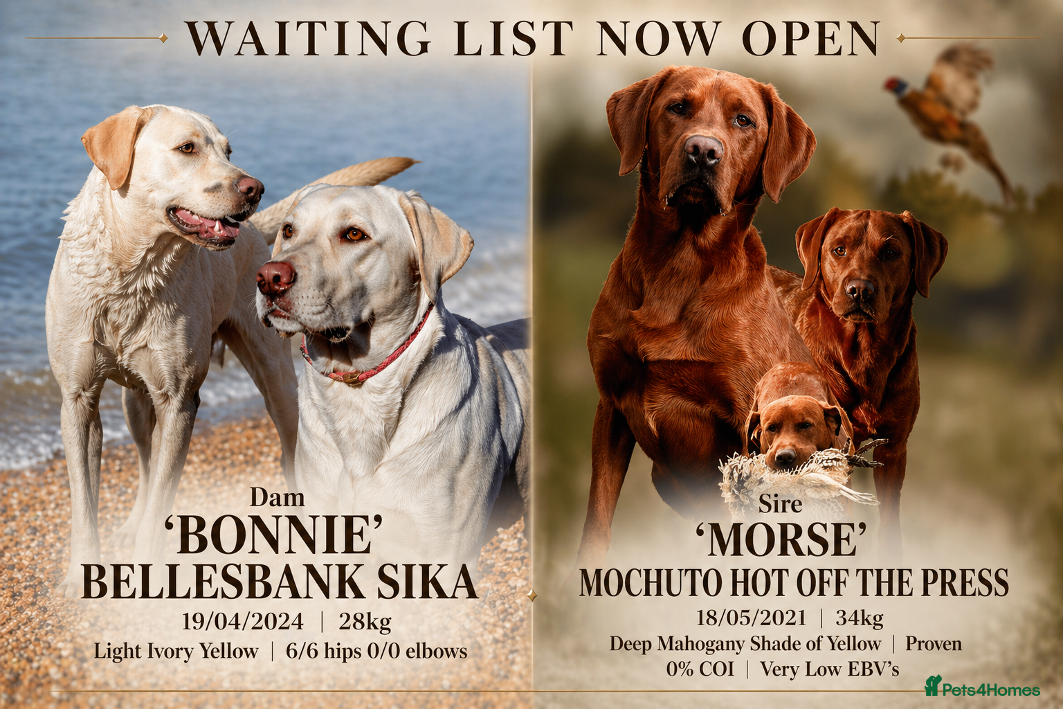 Labrador Retriever dogs Health Tested Labradors-Yellow-Deep Fox Red - Advert 8