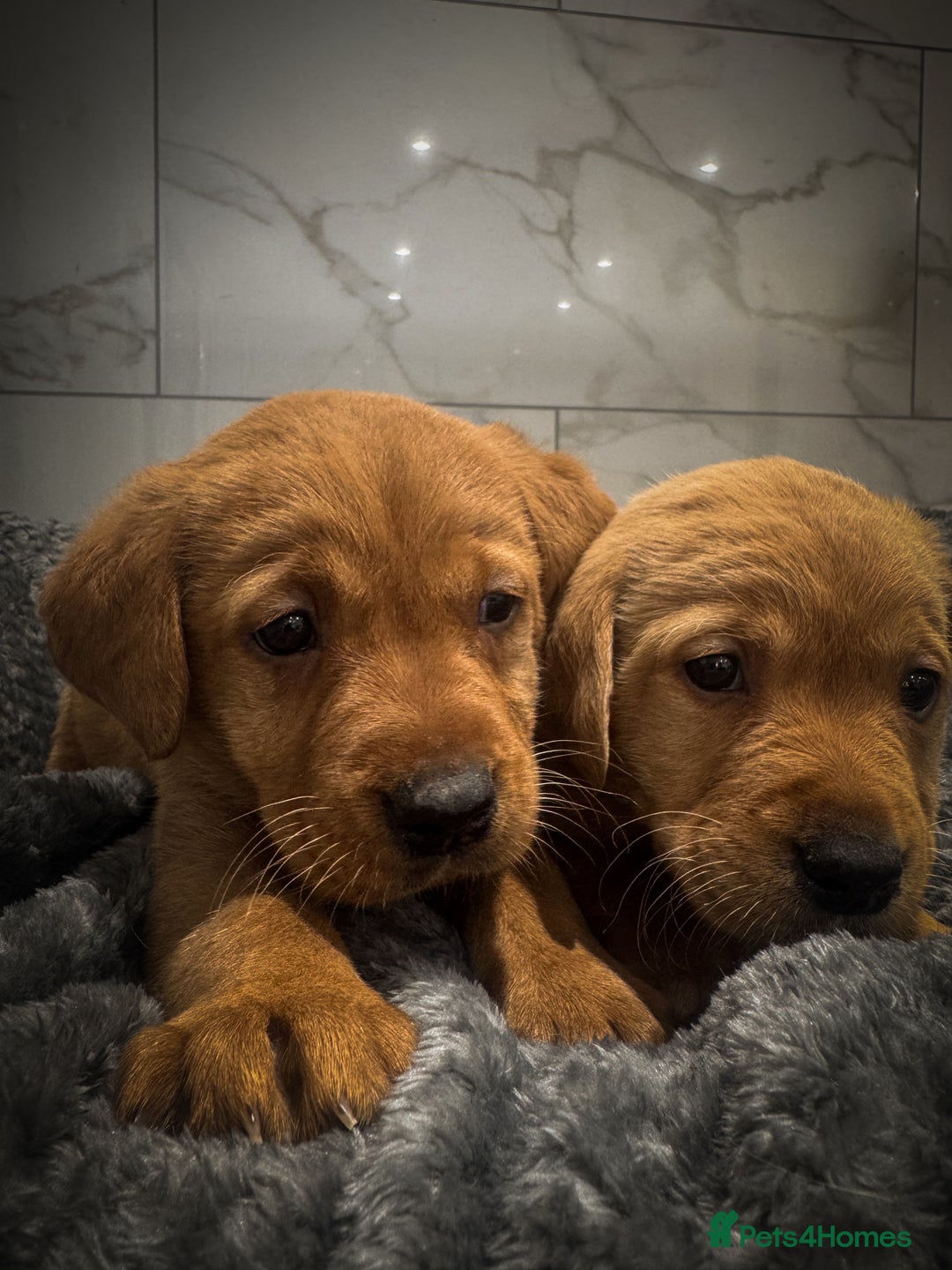 Labrador Retriever dogs for sale: Gorgeous Fox Red & Yellow Labrador Puppies - Advert 2