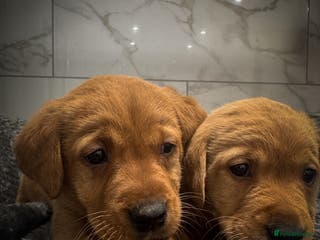 Labrador Retriever dogs Gorgeous Fox Red & Yellow Labrador Puppies - Advert 15