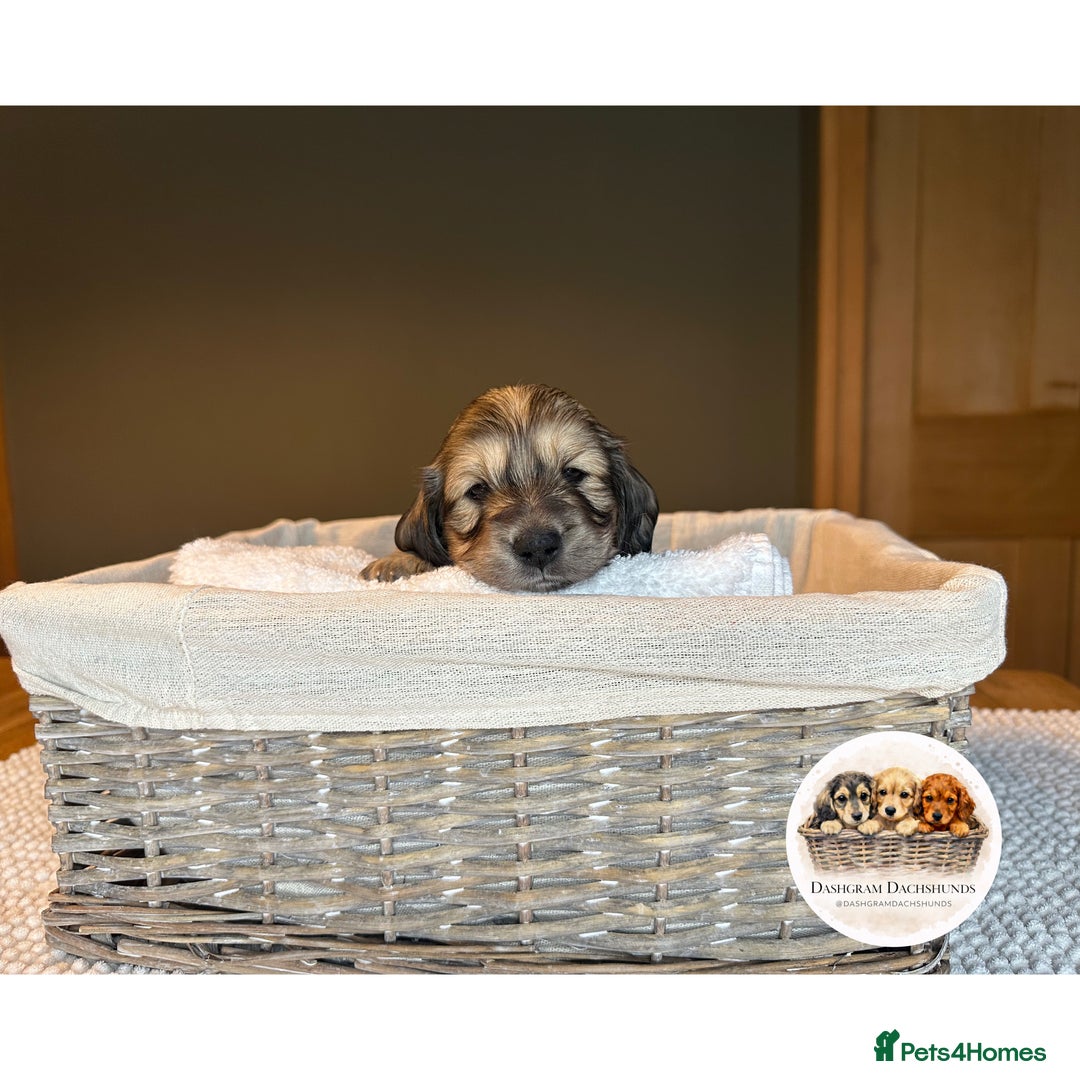 Miniature Dachshund dogs for sale: KC Long Haired Shaded Cream Miniature Dachshund - Advert 12