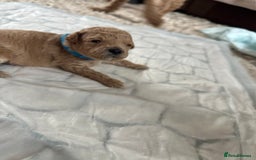 Cavapoochon dogs for sale: Beautiful cavapoochon puppies - Image 3