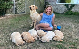 Labrador Retriever dogs for sale: Golden Labrador Puppies for Sale - Image 8