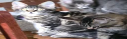Maine Coon cats for sale: Big Strong Maine Coon Kittens - Advert 7