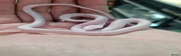 Snake reptiles for sale: Palmetto cornsnake baby for sale  - Advert 2