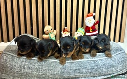 Yorkshire Terrier dogs for sale: 🐶Yorkshire terrier puppies for sale🐶 - Advert 1