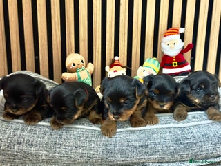 Yorkshire Terrier dogs 🐶Yorkshire terrier puppies for sale🐶 - Advert 1